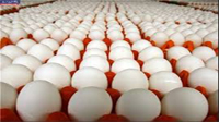 رئیس انجمن صنفی تولیدکنندگان تخم مرغ شناسنامه دار ایران درباره خرید هرگونه تخم مرغ قهوه ای غیربسته بندی یا در بسته بندی های غیرمجاز