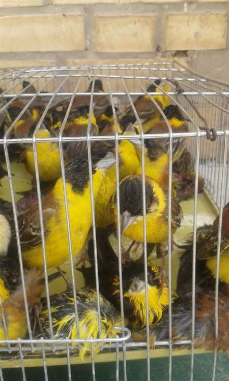 کشف 172 قطعه پرنده زینتی از قاچاقچیان در آبادان