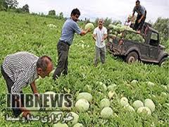 هشدار به کشاورزان در مورد کشت هندوانه