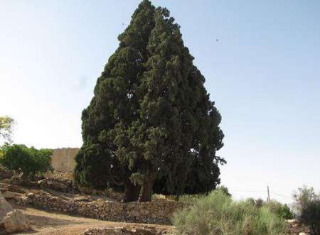 ثبت سرو ۷۰۰ ساله کازرون در فهرست میراث طبیعی