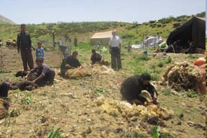 آیین سنتی پشم چینی گوسفندان در مناطق عشایر نشین اصفهان