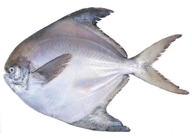 ممنوع شدن صید ماهی حلوا سفید در منابع آبی خوزستان