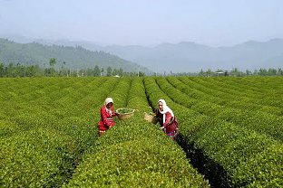 پایان چین اول برگ سبز چای