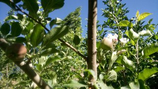 شکوفه و میوه دادن همزمان درخت سیب در جغتای