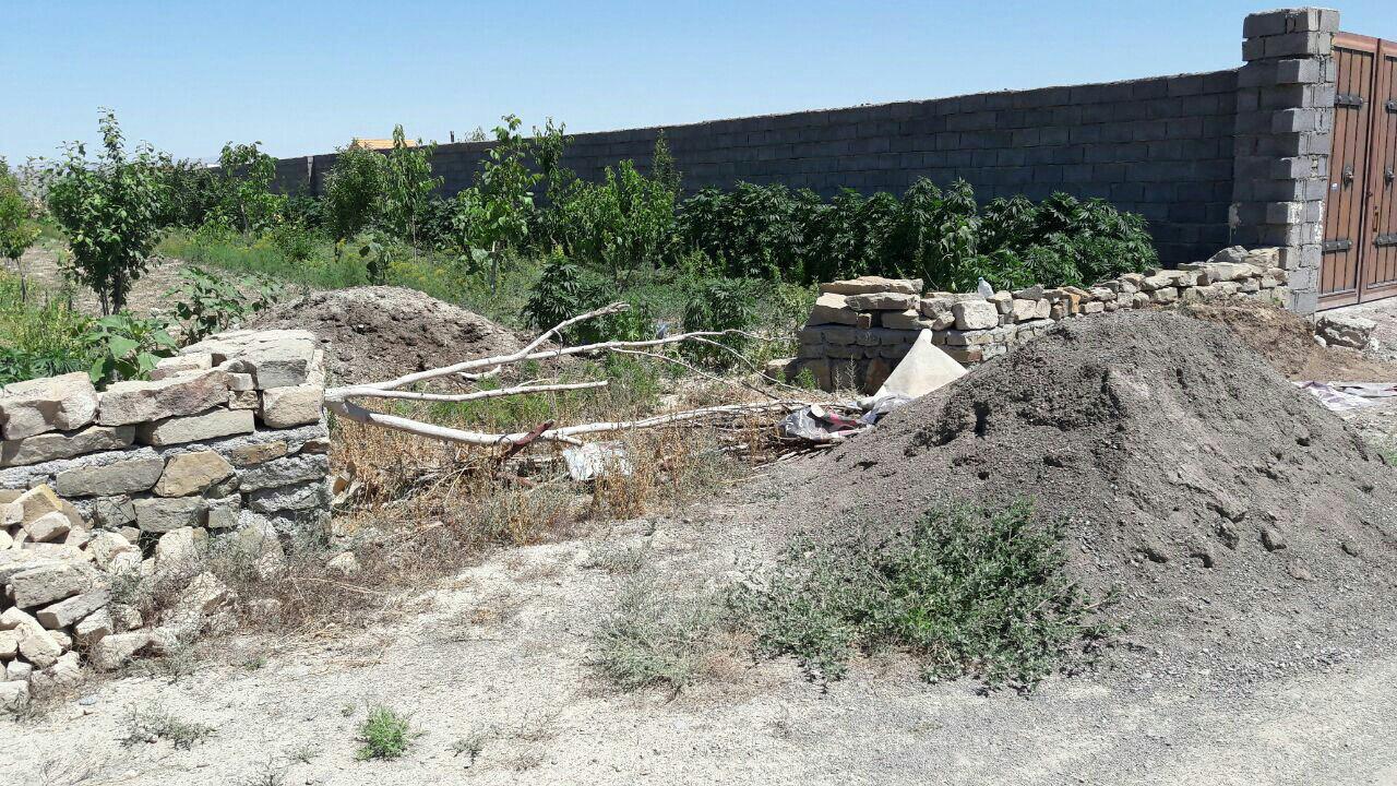 شناسایی سومین باغچه کاشت مواد مخدر در مشهد
