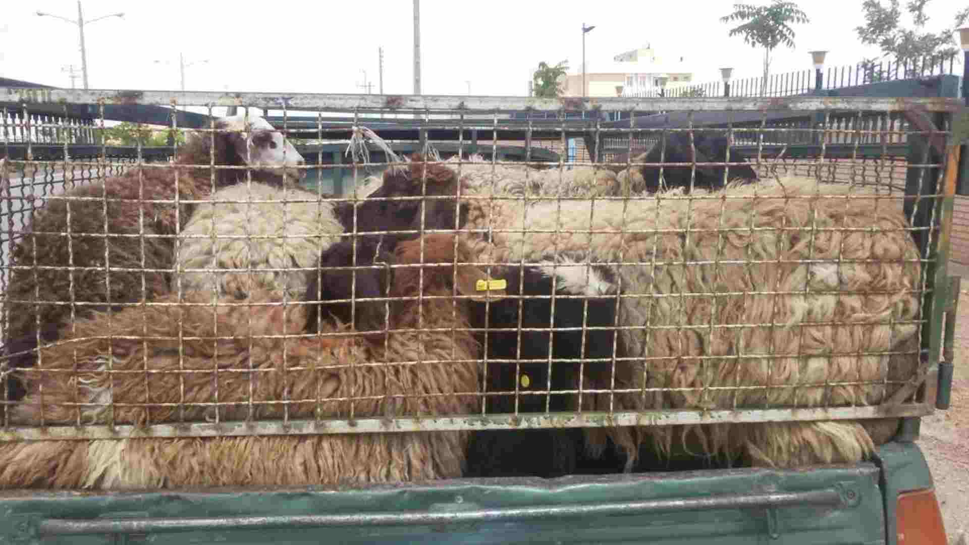 توقیف خودروی حامل دام غیر مجاز در بشرویه