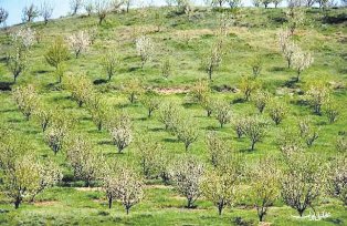 ایجاد 73 هزار هکتار باغ شیب دار در آمل