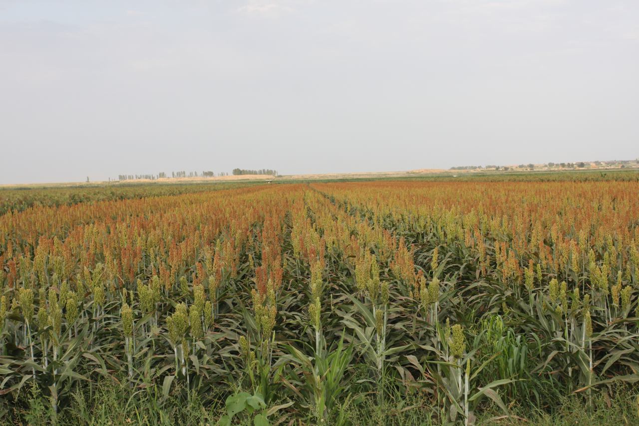تولید 100 درصد سورگوم بذری در استان اردبیل