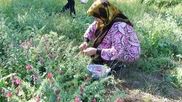 برداشت گل گاو زبان در آزادشهر