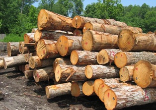 توقیف بیش از 7 تن چوب قاچاق در شهرستان آمل