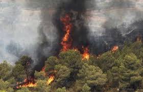 آتش سوزی در جنگل های دیل گچساران