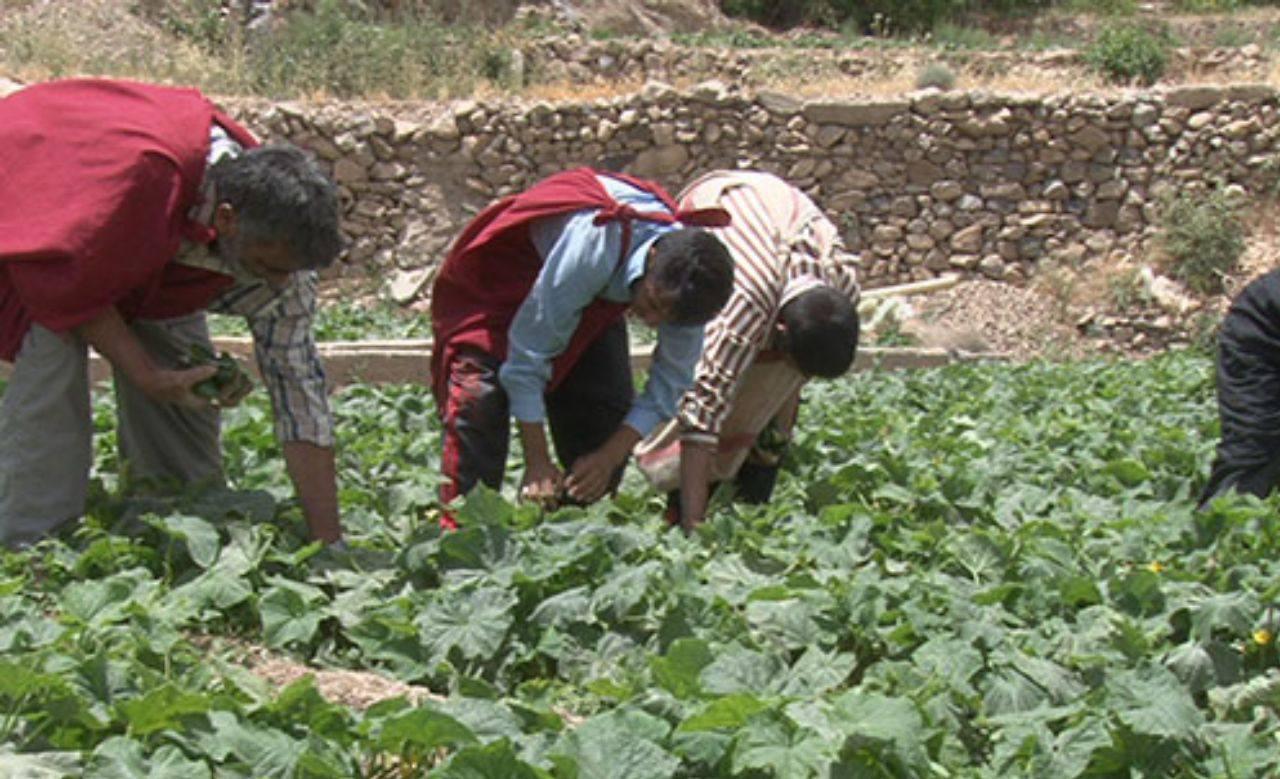 برداشت خیارسبز از سطح ۱۰هکتار از مزارع روستای کذاب