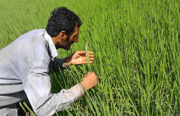 به بار نشستن نخستین خوشه های برنج در گیلان