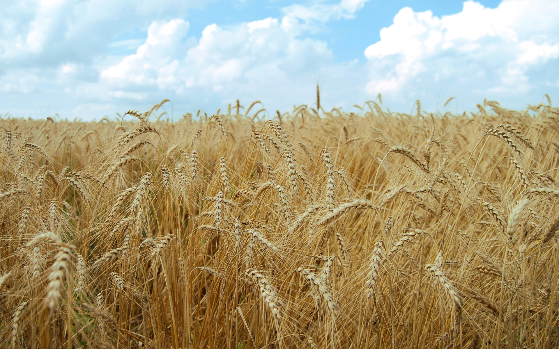 اجرای طرح پیشرفته کشت گندم در روستای بوسجین