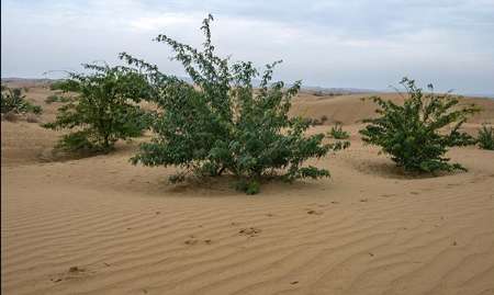 700 هزار هکتار از زمین های خوزستان در معرض بیابانی شدن هستند