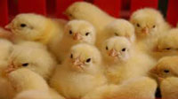 کاهش هزینه تولید مرغ با عرضه جوجه یک روزه در بورس کالا