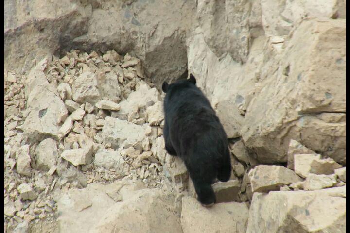 خرس آسیایی در بم