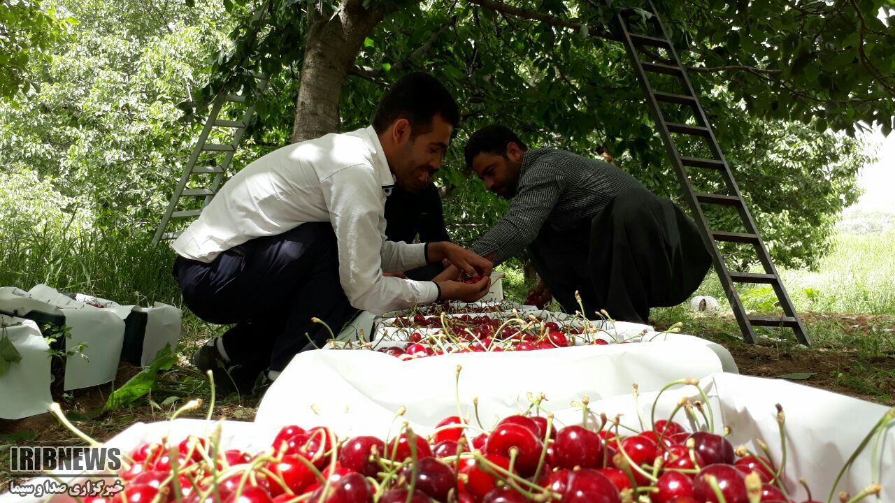 اشنویه شهر گیلاس ایران/