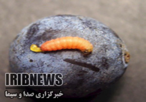 زمان مبارزه با آفت کرم آلو وخوشه خوار انگور در مهاباد