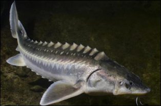 کشف 60 کیلوگرم ماهیان خاویاری و استخوانی قاچاق در چالوس