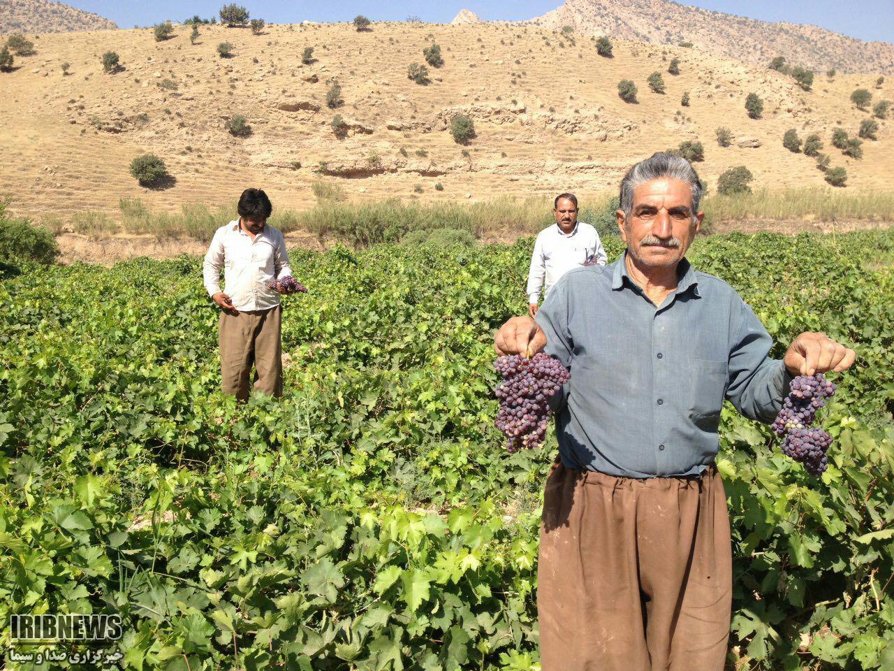 آغاز برداشت انگور یاقوتی از تاکستان‌های شهرستان گیلانغرب