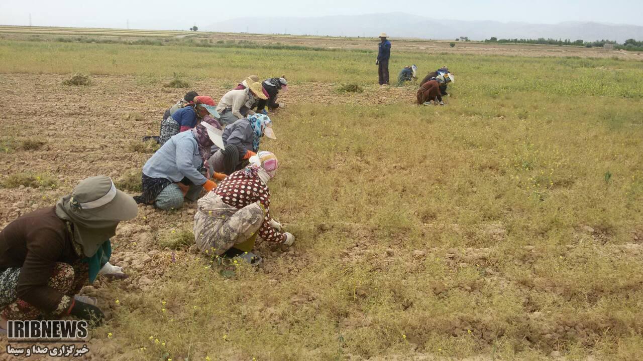 کشت مکانیزه زیره سبز در 200 هکتار از اراضی اسفراین