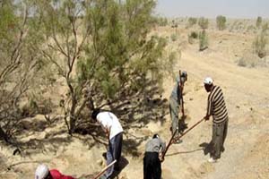 اجرای طرح مبارزه با موش صحرایی در تاغزارهای آران وبیدگل