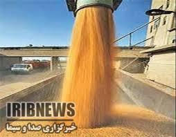 خرید بیش از 16 هزار تن گندم از کشاورزان گچسارانی