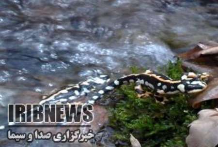 شناسایی 50 سمندر کردستانی در مهاباد