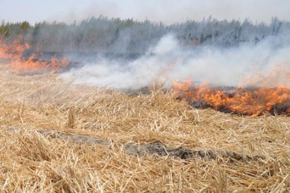 هشدار به کشاورزان در خصوص سوزاندن مزارع و مرتع