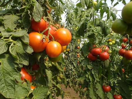 پیش بینی برداشت ۷۳ هزار تن گوجه فرنگی از مزارع پارس آباد