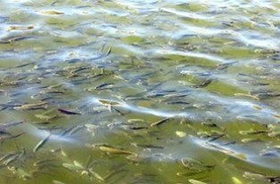 تولید94 میلیون قطعه لارو ماهی سفید در مرکز شهیدرجایی ساری