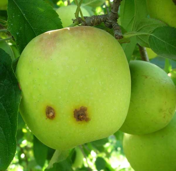 سمپاشی برای مقابله با آفت کرم سیب