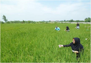 طرح مقابله طبیعی با آفات برنج در شهرستان نور