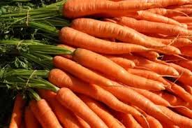 برداشت بیش از 66 هزار تن هویج در شوش