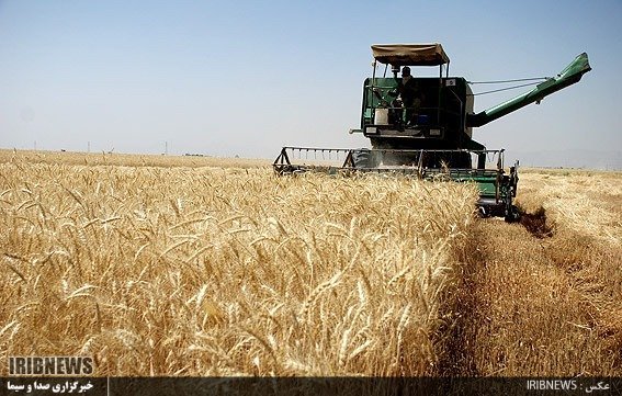 خرید 160 هزار تن گندم مازاد کشاورزان در  بیله سوار