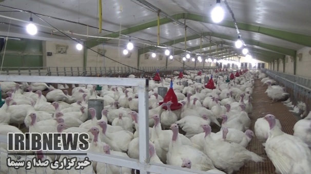 تشکیل زنجیره تولید گوشت بوقلمون در ایران