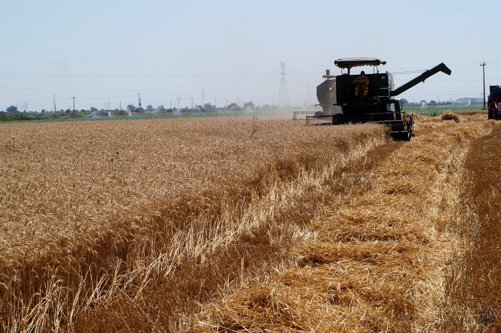 پیش بینی تولید حدود40هزارتن گندم از اراضی شاهین دژ