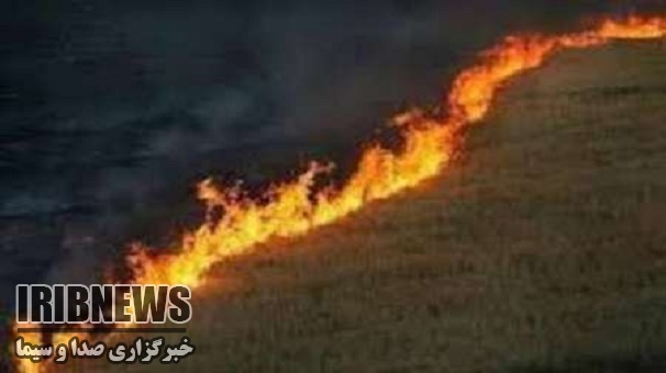 آتش سوزی در ۱۰ هکتار از گندم زارهای استان زنجان