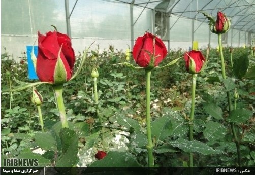 تولید سالانه 150 هزار شاخه گل رز هلندی و کاکتوس در خلخال