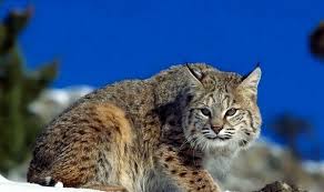 نخستین ثبت زیست گربه جنگلی در منطقه حفاظت شده درونه بردسکن