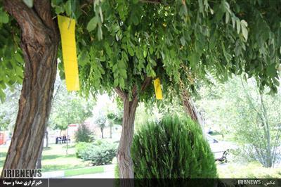 استفاده از کارت زرد چسبنده برای سمپاشی درختان در اردبیل