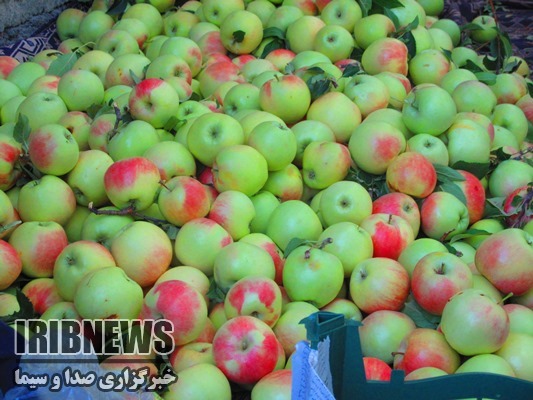 برداشت سیب گلاب از 200 هکتار از باغات ماهنشان ، زنجان