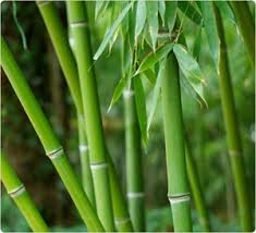 واردات بامبو از چین نیاز مجوز بهداشت ندارد