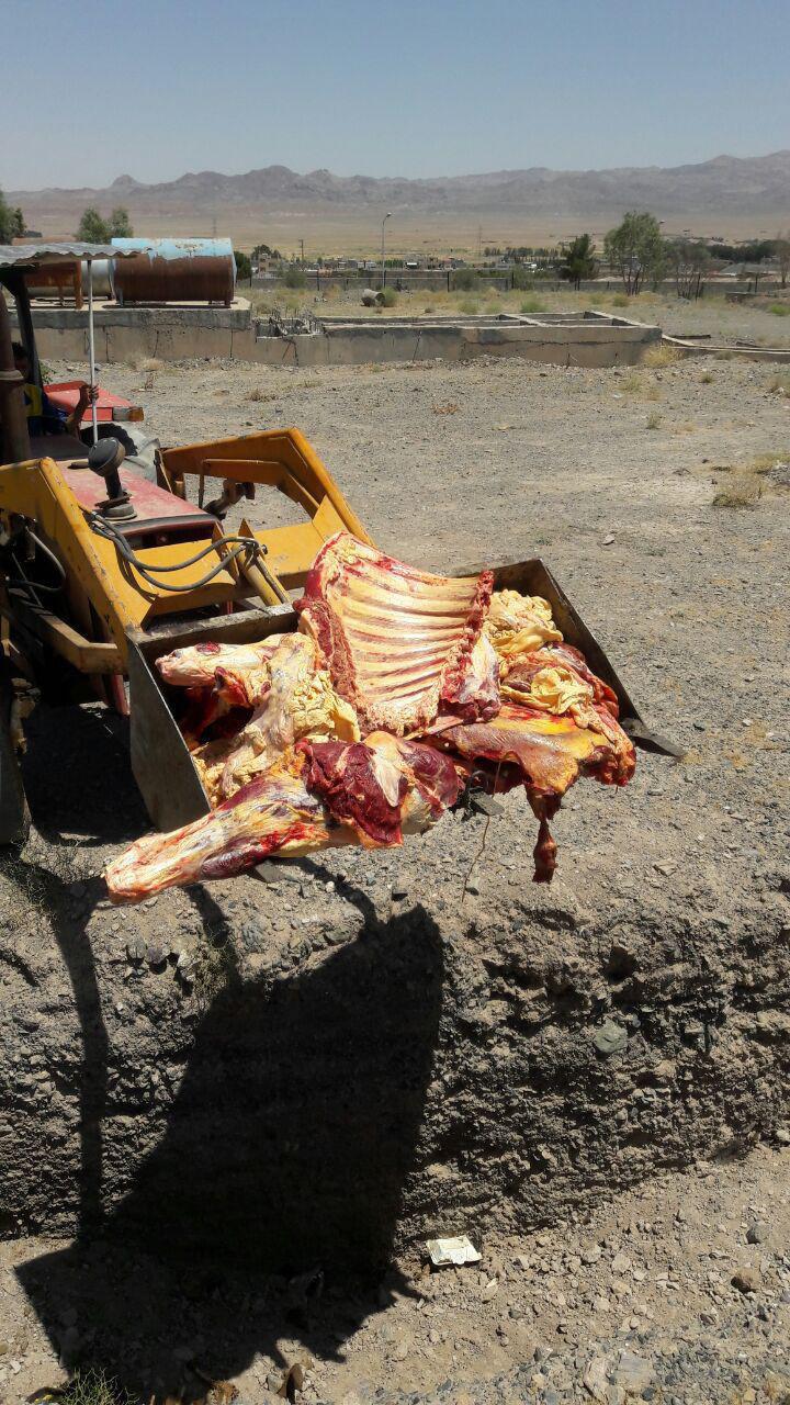 معدوم سازی 150 کیلوگرم گوشت شتر در بیرجند