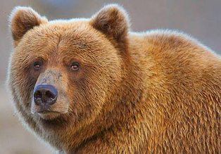 حمله خرس قهوه ای به دامدار نکایی