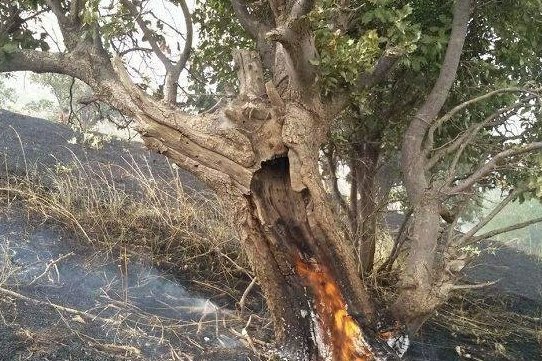 ۵۵ فقره آتش سوزی از ابتدای امسال تا کنون در استان