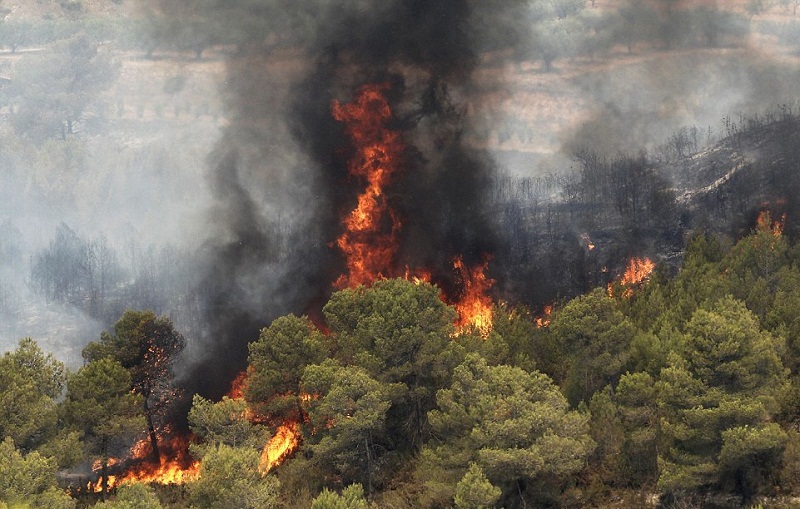 بازداشت عامل آتش سوزی جنگل‌های کازرون
