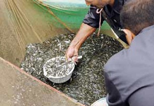 رهاسازی یک میلیون قطعه بچه ماهی کپور دریایی در رودخانه سیاهرود