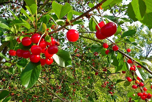 برداشت آلبالو از باغات خوی+ فیلم